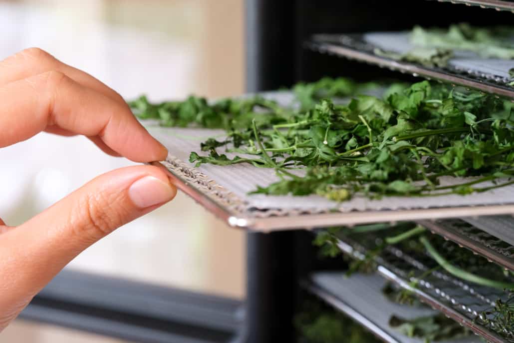 A photograph of fresh herbs dried in a dehydrator.