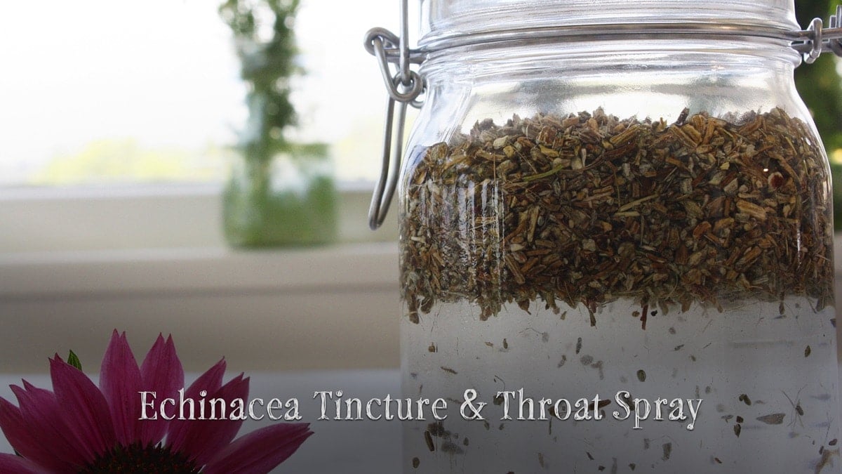 7-echinacea-tincture-throat-spray
