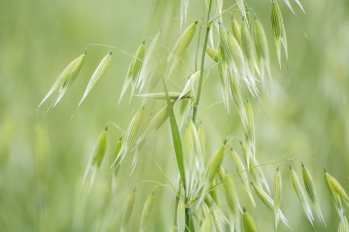 A closeup photograph of a stalk of fresh milky oats.